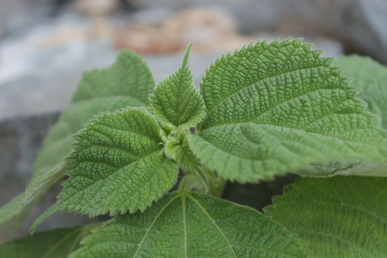 깻잎사진-썸네일